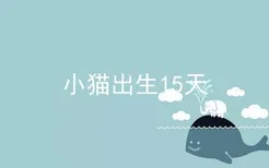 小猫出生15天