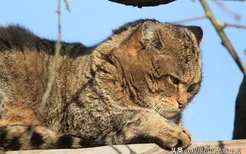 驱赶猫长期有效好办法(室外驱赶猫长期有效好办法)