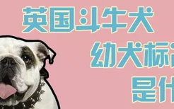 英国斗牛犬幼犬标准是什么