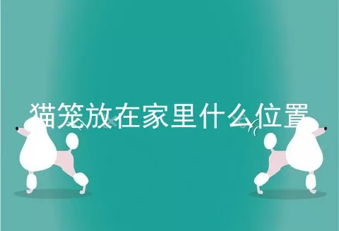 猫笼放在家里什么位置