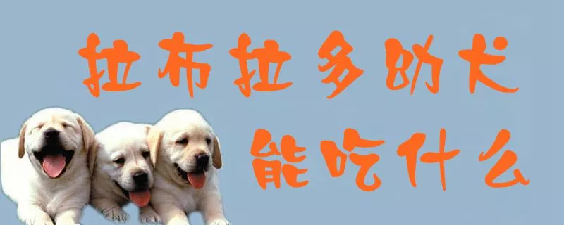 拉布拉多幼犬能吃什么1