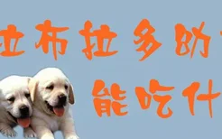 拉布拉多幼犬能吃什么