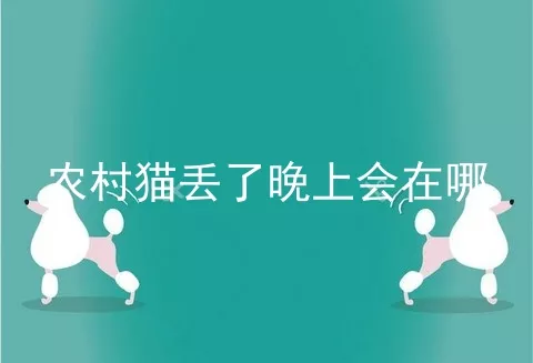 农村猫丢了晚上会在哪