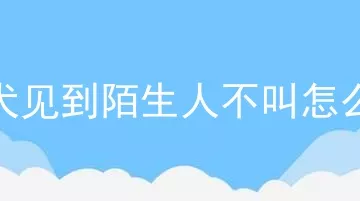 马犬见到陌生人不叫怎么办