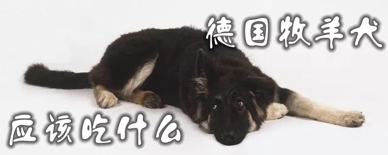 德国牧羊犬应该吃什么