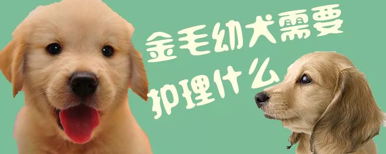 金毛幼犬需要护理什么1