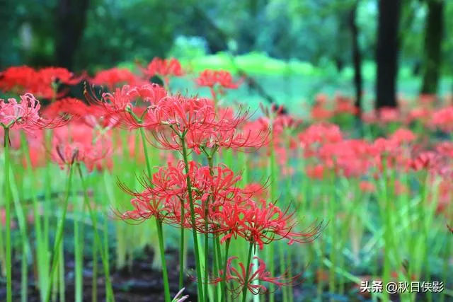 杭州新一轮花海旅游攻略（杭州这公园有一片石蒜花的海洋）(3)