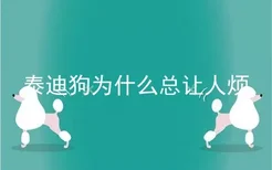 泰迪狗为什么总让人烦