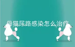 母猫尿路感染怎么治疗