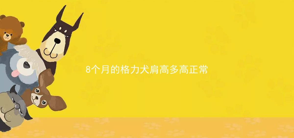 8个月的格力犬肩高多高正常