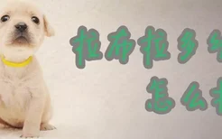 拉布拉多幼犬怎么挑