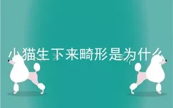 小猫生下来畸形是为什么