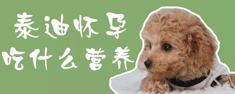 泰迪怀孕吃什么营养1