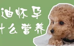 泰迪怀孕吃什么营养