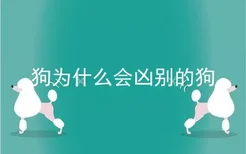 狗为什么会凶别的狗