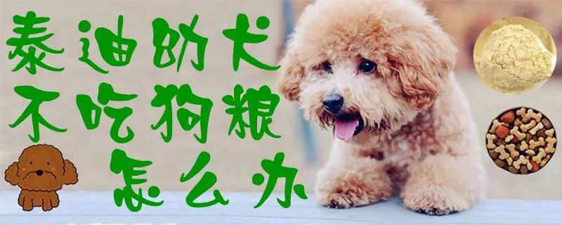 泰迪幼犬不吃狗粮怎么办1