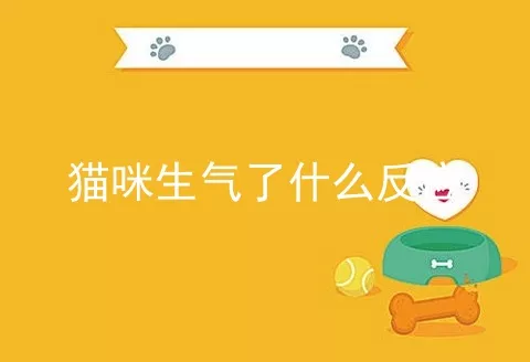 猫咪生气了什么反应