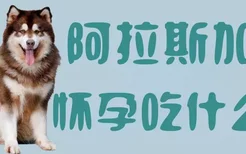 阿拉斯加犬怀孕吃什么好