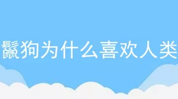 鬣狗为什么喜欢人类