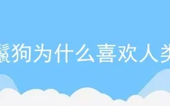 鬣狗为什么喜欢人类