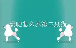 玩吧怎么养第二只猫