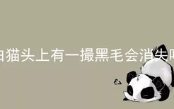 白猫头上有一撮黑毛会消失吗