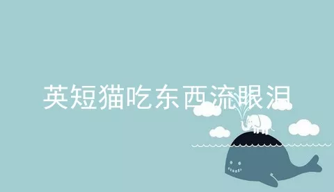 英短猫吃东西流眼泪