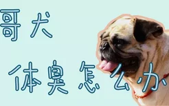 巴哥犬体臭怎么办