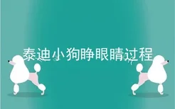 泰迪小狗睁眼睛过程