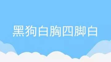 黑狗白胸四脚白