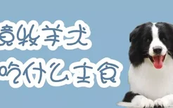 边境牧羊犬吃什么主食