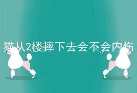 猫从2楼摔下去会不会内伤