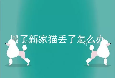 搬了新家猫丢了怎么办