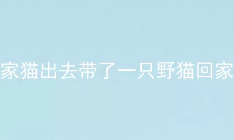 家猫出去带了一只野猫回家