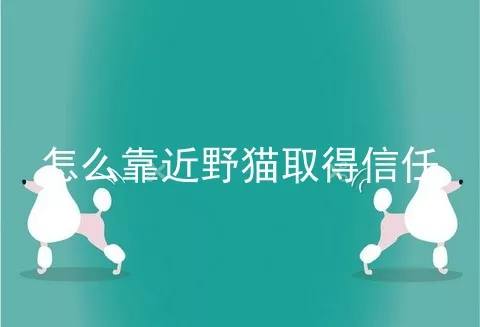 怎么靠近野猫取得信任