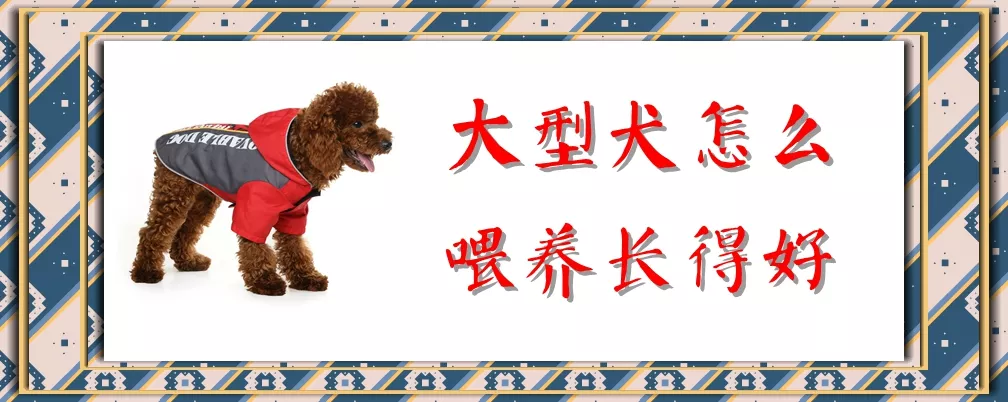 大型犬怎么喂养长得好