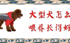 大型犬怎么喂养长得好