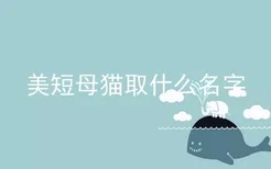 美短母猫取什么名字