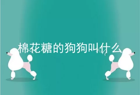 棉花糖的狗狗叫什么