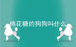 棉花糖的狗狗叫什么