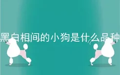 黑白相间的小狗是什么品种