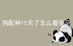 狗配种15天了怎么看受孕