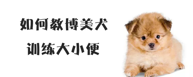 如何教博美犬训练大小便