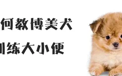 如何教博美犬训练大小便