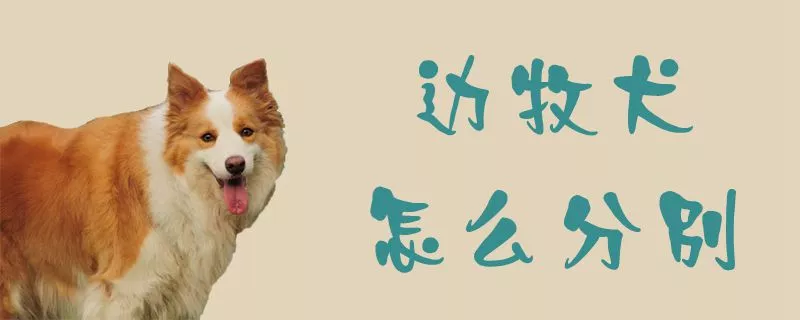 边牧犬怎么分别1