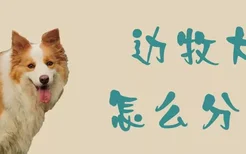 边牧犬怎么分别