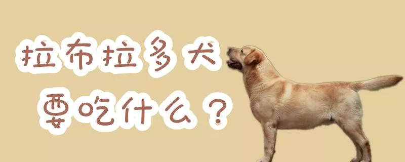 拉布拉多犬要吃什么