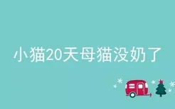 小猫20天母猫没奶了