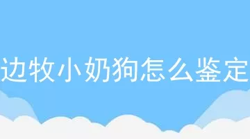 边牧小奶狗怎么鉴定