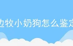 边牧小奶狗怎么鉴定